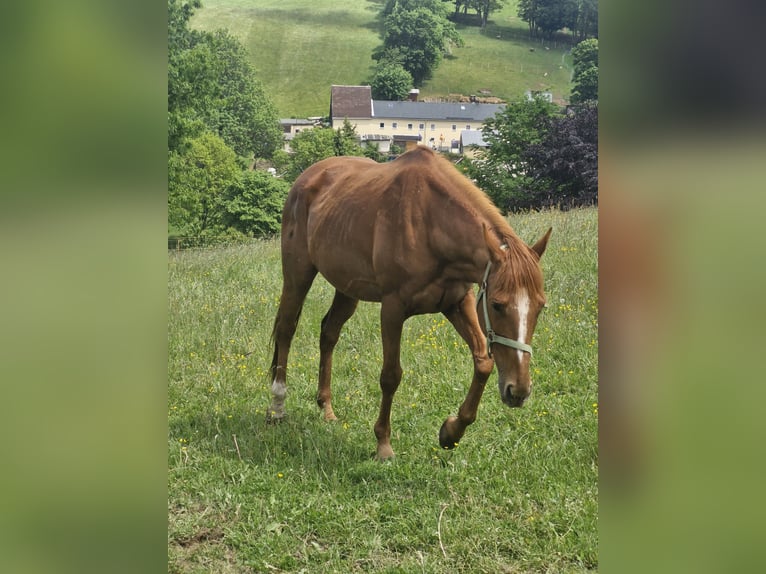 Koń pełnej krwi angielskiej Klacz 17 lat 155 cm Kasztanowata in Mildenau