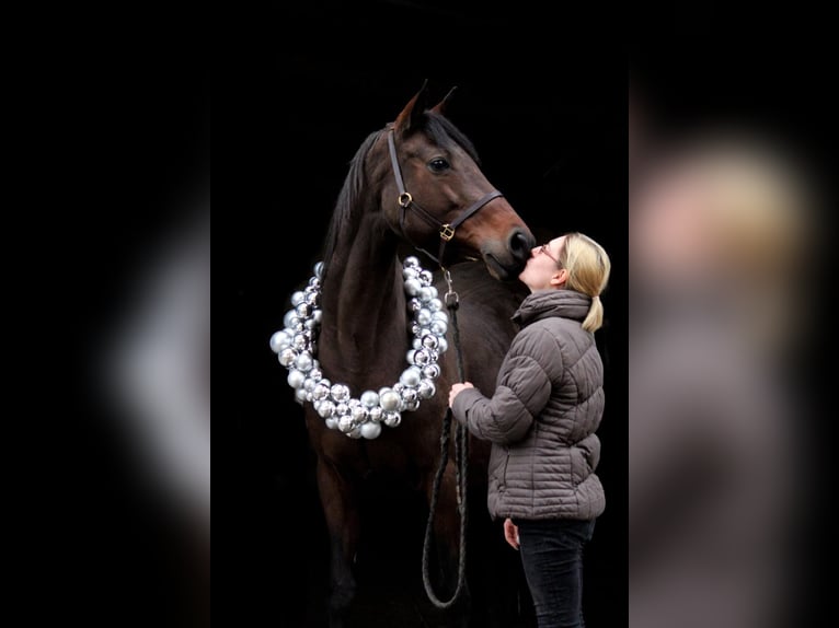 Koń pełnej krwi angielskiej Klacz 17 lat 160 cm Gniada in Frauenneuharting