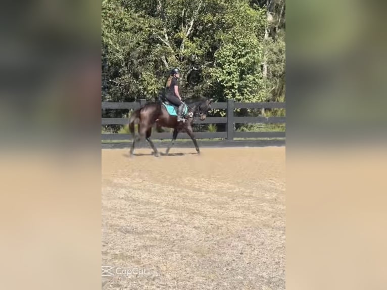 Koń pełnej krwi angielskiej Klacz 17 lat 163 cm Ciemnogniada in NSW