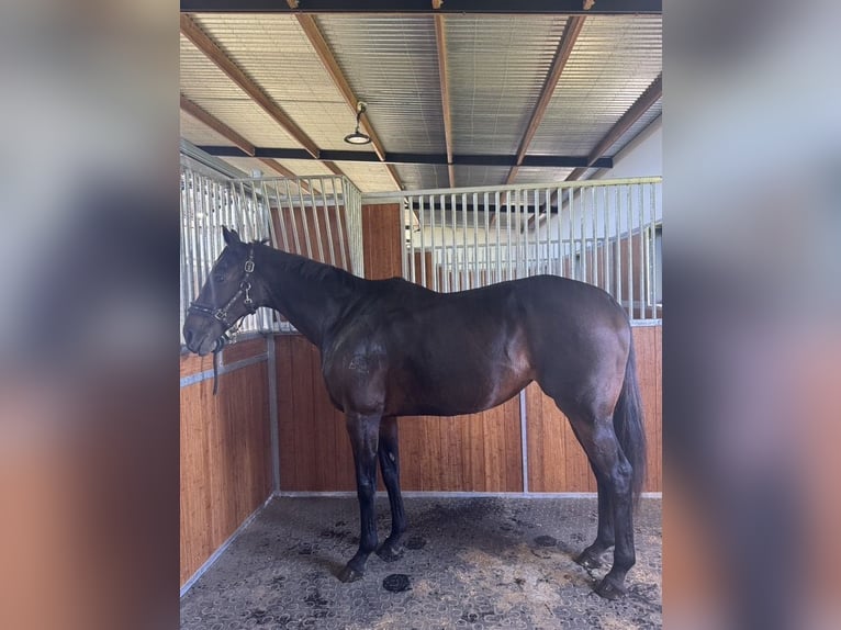 Koń pełnej krwi angielskiej Klacz 17 lat 163 cm Ciemnogniada in NSW
