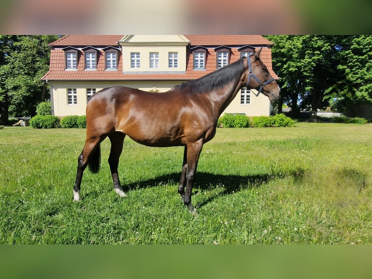 Koń pełnej krwi angielskiej Klacz 17 lat 165 cm  in Neuenhagen bei Berlin