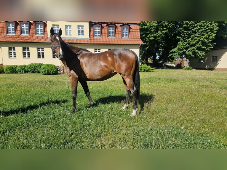 Koń pełnej krwi angielskiej Klacz 17 lat 165 cm  in Neuenhagen bei Berlin