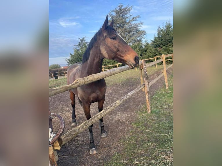 Koń pełnej krwi angielskiej Klacz 17 lat 168 cm Ciemnogniada in Reventin-Vaugris