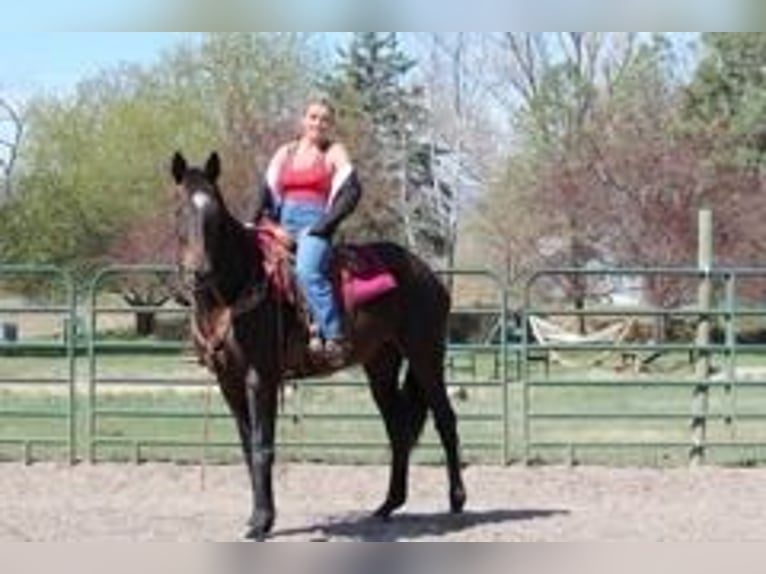 Koń pełnej krwi angielskiej Klacz 17 lat 173 cm Gniada in Fort Collins, CO