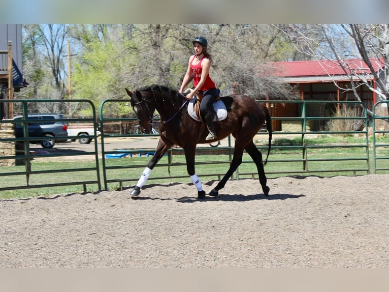 Koń pełnej krwi angielskiej Klacz 17 lat 173 cm Gniada in Fort Collins, CO