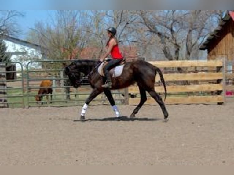 Koń pełnej krwi angielskiej Klacz 17 lat 173 cm Gniada in Fort Collins, CO