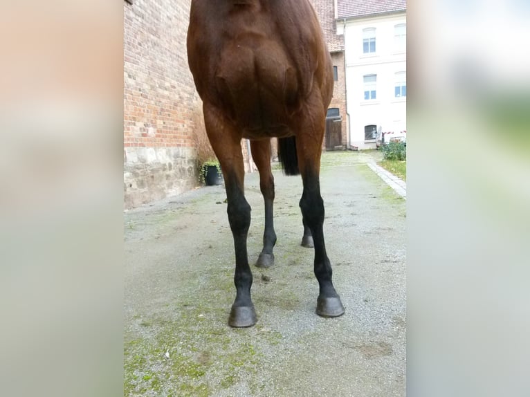 Koń pełnej krwi angielskiej Klacz 17 lat in Ausleben