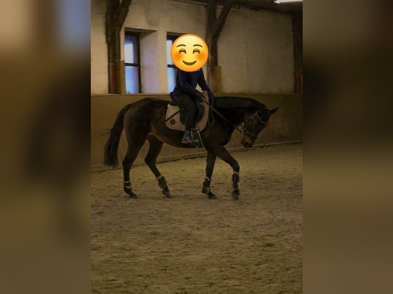 Koń pełnej krwi angielskiej Klacz 18 lat 155 cm Gniada in Dresden
