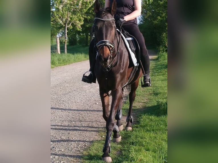 Koń pełnej krwi angielskiej Klacz 18 lat 155 cm Gniada in Dresden