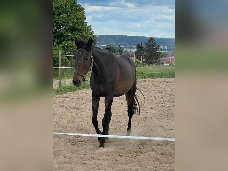 Koń pełnej krwi angielskiej Klacz 18 lat 155 cm Gniada in Dresden