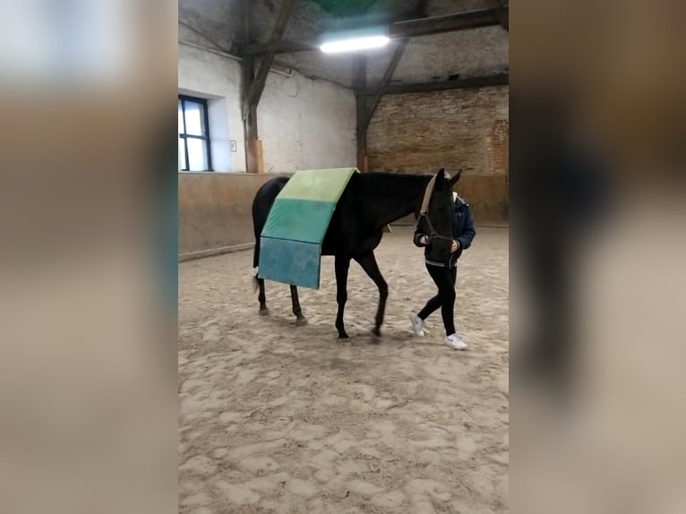 Koń pełnej krwi angielskiej Klacz 18 lat 155 cm Gniada in Dresden