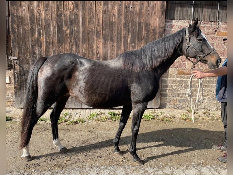 Koń pełnej krwi angielskiej Klacz 21 lat 162 cm Gniada in Oberzent