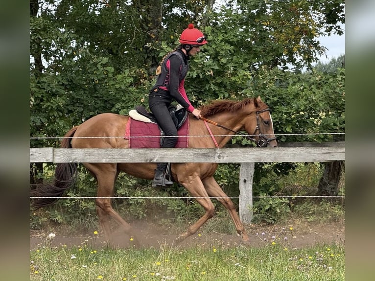 Koń pełnej krwi angielskiej Klacz 2 lat 157 cm Kasztanowata in Schneverdingen