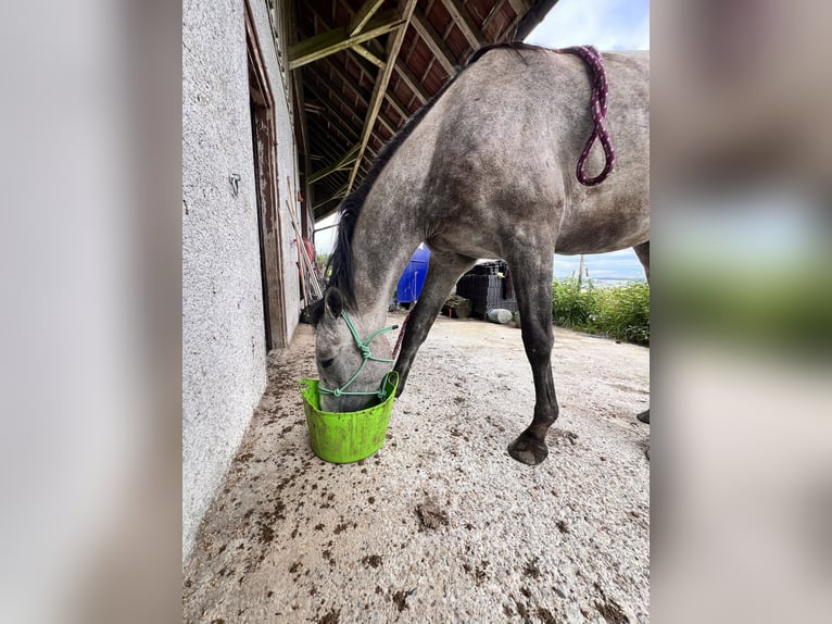 Koń pełnej krwi angielskiej Mix Klacz 3 lat 152 cm Formy Brown Falb in Bad Wurzach