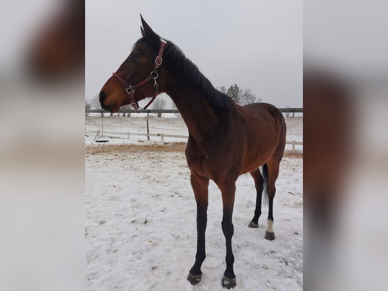 Koń pełnej krwi angielskiej Klacz 3 lat 165 cm Gniada in Naila