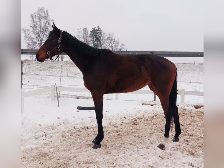 Koń pełnej krwi angielskiej Klacz 3 lat 165 cm Gniada in Naila
