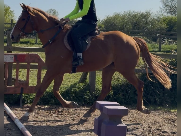 Koń pełnej krwi angielskiej Klacz 3 lat Ciemnokasztanowata in Bridgwater, Somerset