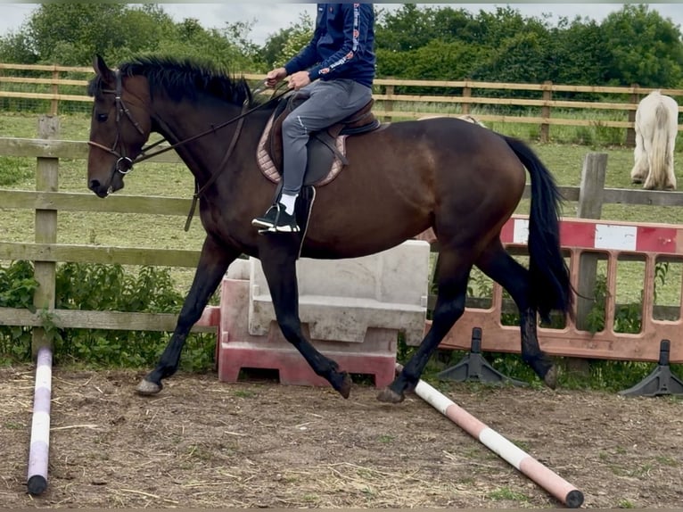 Koń pełnej krwi angielskiej Klacz 4 lat 152 cm Gniada in Bridgwater, Somerset