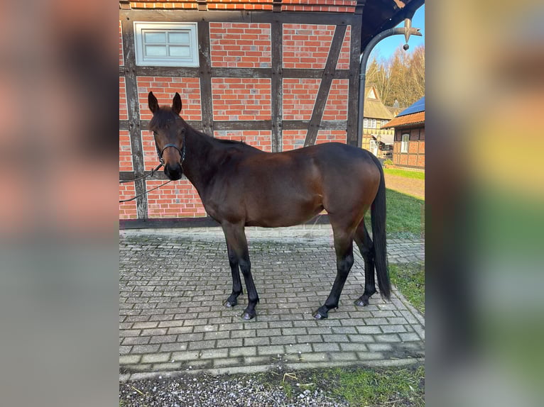 Koń pełnej krwi angielskiej Klacz 4 lat 155 cm Ciemnogniada in Bremen