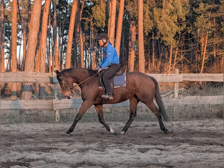 Koń pełnej krwi angielskiej Klacz 4 lat 162 cm Gniada in Möser