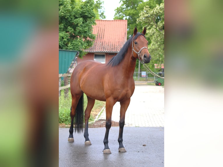 Koń pełnej krwi angielskiej Klacz 4 lat 163 cm Gniada in Oranienburg