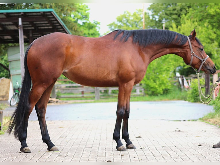 Koń pełnej krwi angielskiej Klacz 4 lat 163 cm Gniada in Oranienburg