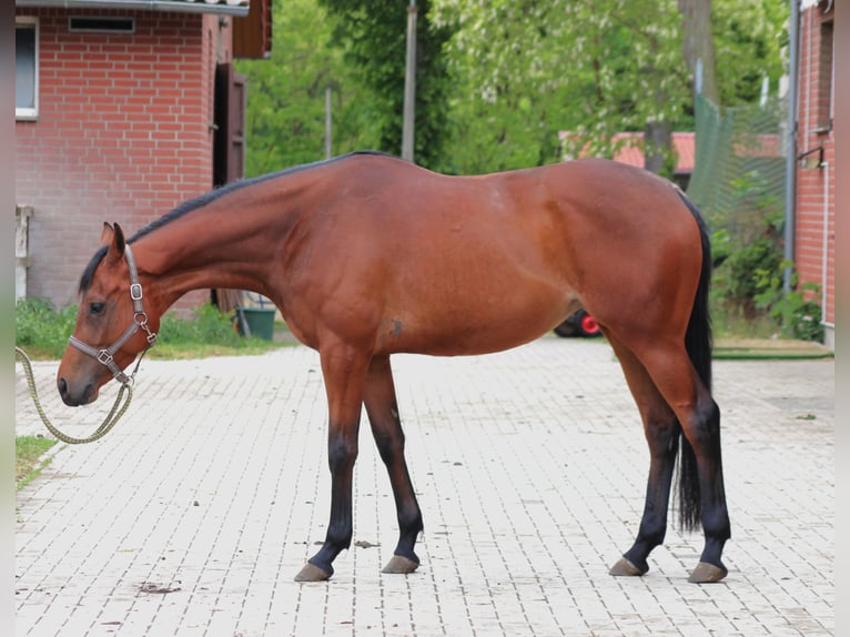 Koń pełnej krwi angielskiej Klacz 4 lat 163 cm Gniada in Oranienburg