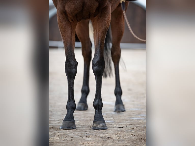 Koń pełnej krwi angielskiej Klacz 4 lat 163 cm Gniada in Mittenwalde