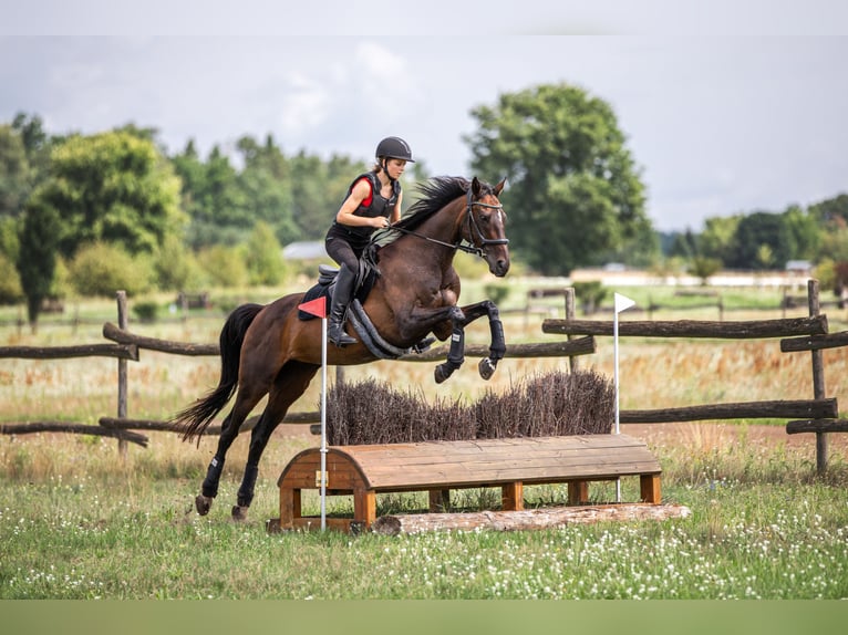 Koń pełnej krwi angielskiej Klacz 4 lat 163 cm Gniada in Mittenwalde