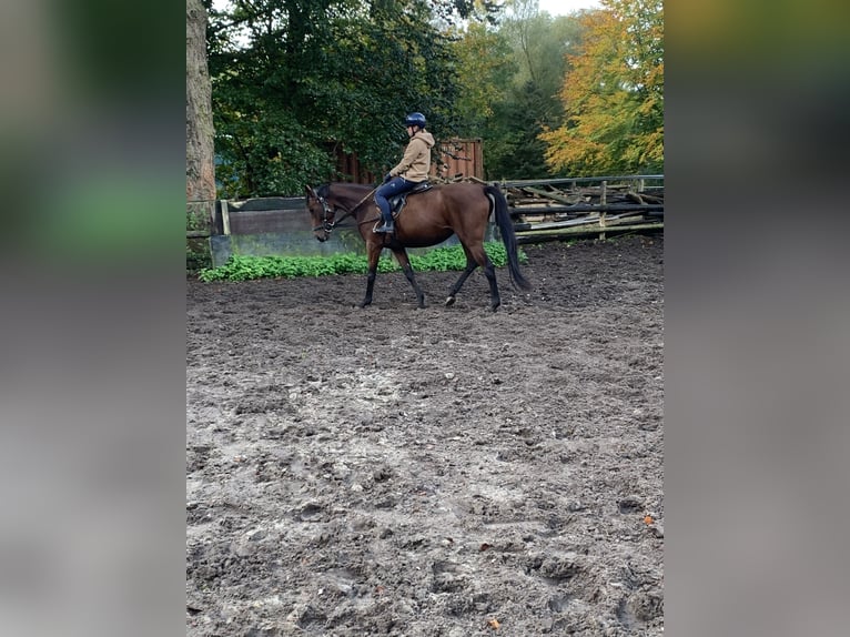 Koń pełnej krwi angielskiej Klacz 4 lat 165 cm Gniada in Hamburg Lemsahl-Mellingstedt