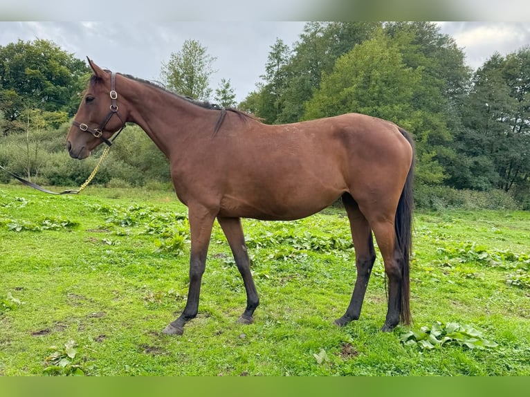 Koń pełnej krwi angielskiej Klacz 4 lat 165 cm Gniada in Hamburg Lemsahl-Mellingstedt