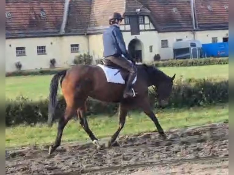 Koń pełnej krwi angielskiej Klacz 4 lat 167 cm Gniada in Neuenhagen