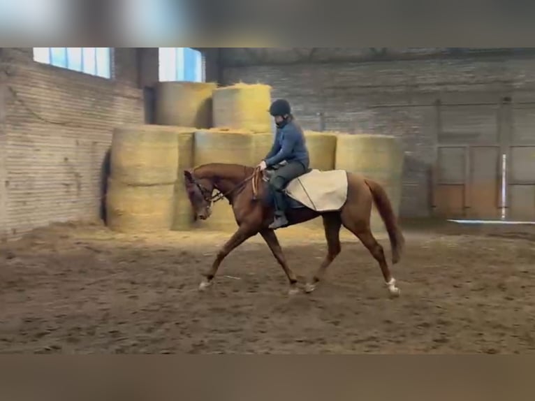 Koń pełnej krwi angielskiej Klacz 4 lat 168 cm Ciemnokasztanowata in Lindow(Mark)