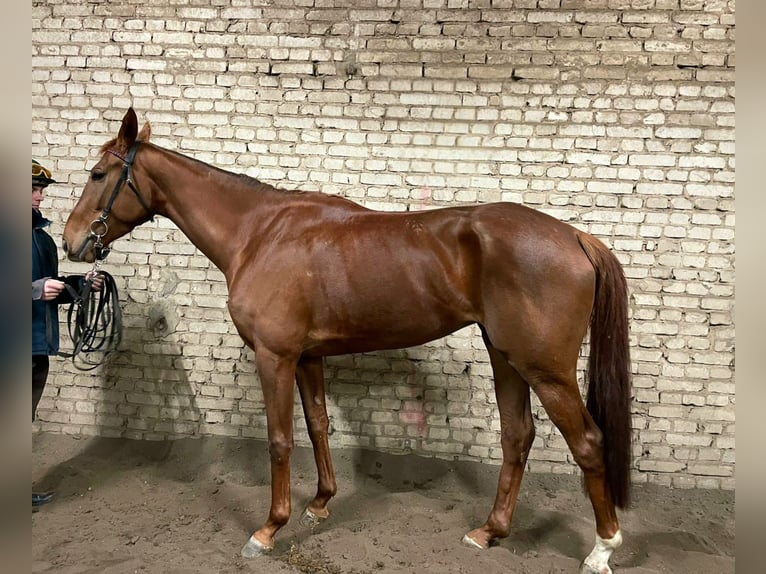 Koń pełnej krwi angielskiej Klacz 4 lat 168 cm  in Düsseldorf