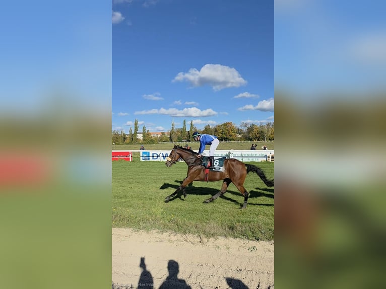 Koń pełnej krwi angielskiej Klacz 4 lat 168 cm in Neuenhagen