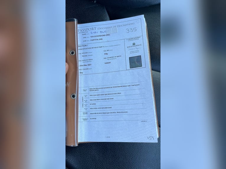 Koń pełnej krwi angielskiej Klacz 4 lat 175 cm Gniada in Spoleto