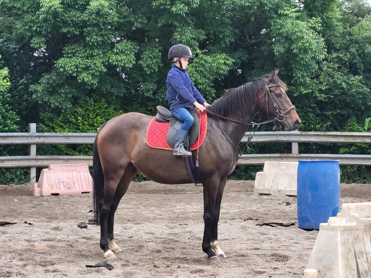 Koń pełnej krwi angielskiej Klacz 5 lat 157 cm Gniada in Maassluis