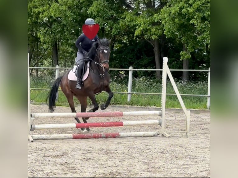 Koń pełnej krwi angielskiej Klacz 5 lat 157 cm Gniada in Maassluis