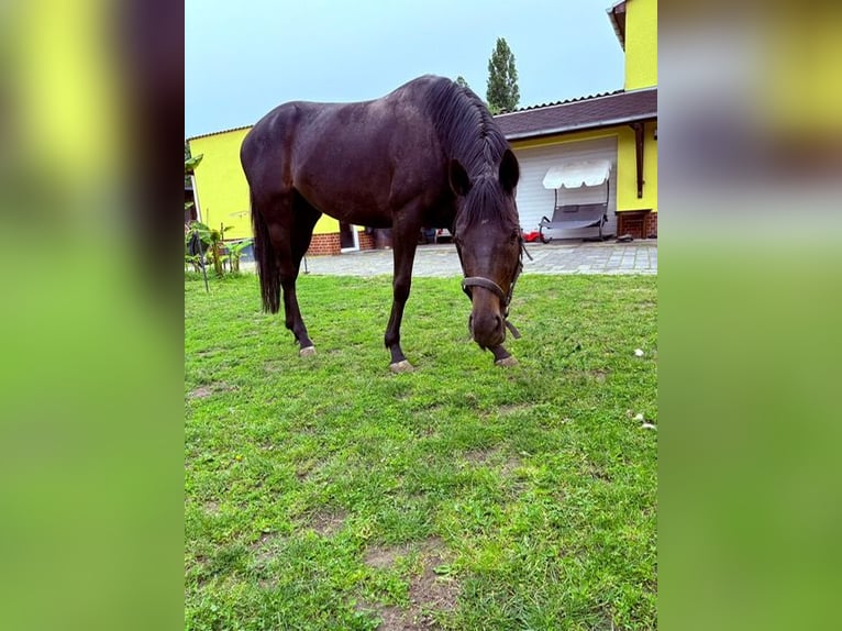 Koń pełnej krwi angielskiej Klacz 5 lat 159 cm Ciemnokasztanowata in R&#xF6;tha