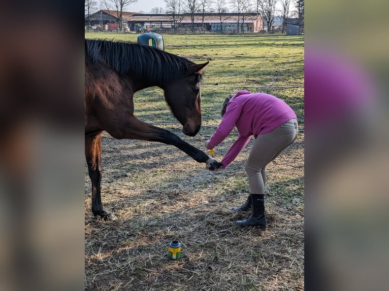Koń pełnej krwi angielskiej Klacz 5 lat 160 cm Gniada in Burgwedel