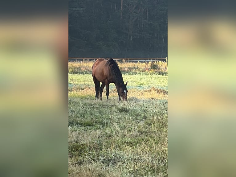 Koń pełnej krwi angielskiej Klacz 5 lat 160 cm Gniada in Burgwedel
