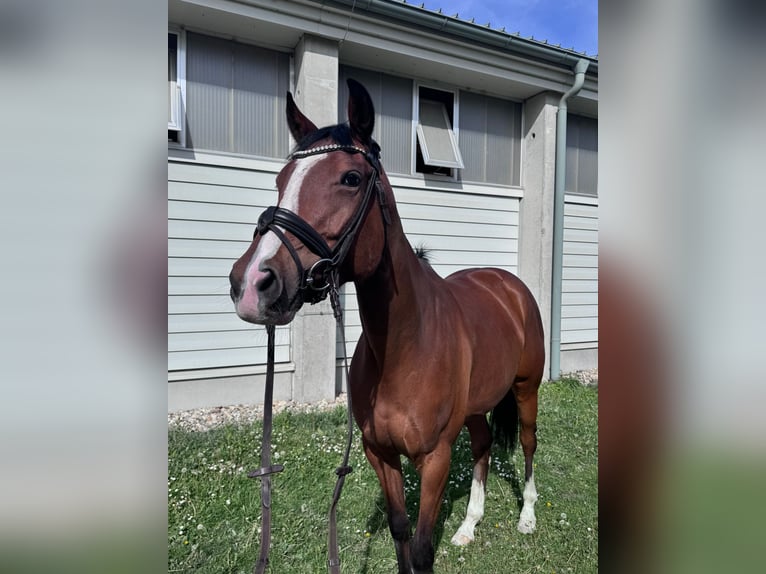 Koń pełnej krwi angielskiej Klacz 5 lat 161 cm Gniada in Ebreichsdorf