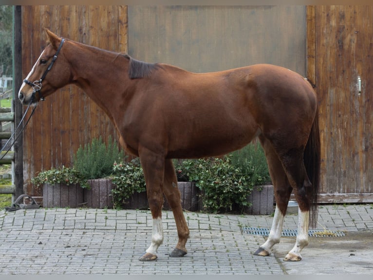 Koń pełnej krwi angielskiej Klacz 5 lat 163 cm Ciemnokasztanowata in Hilden