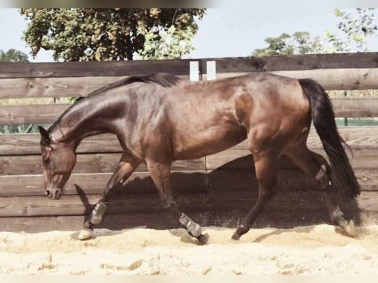 Koń pełnej krwi angielskiej Klacz 5 lat 163 cm Gniada in Neuenhagen