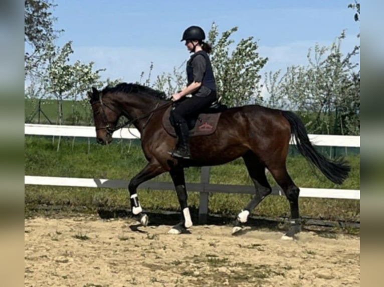 Koń pełnej krwi angielskiej Klacz 5 lat 163 cm Gniada in Neuenhagen