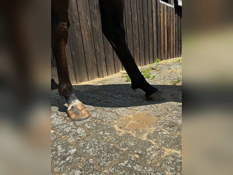 Koń pełnej krwi angielskiej Klacz 5 lat 163 cm Gniada in Berlin
