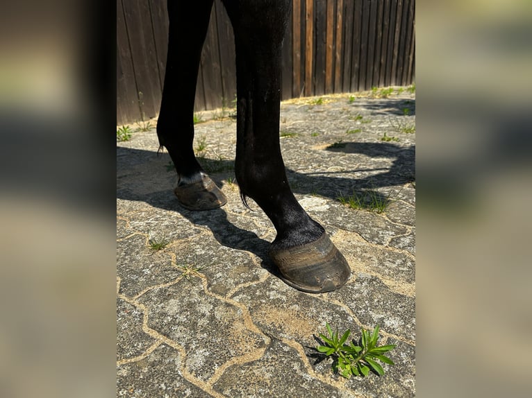 Koń pełnej krwi angielskiej Klacz 5 lat 163 cm Gniada in Berlin