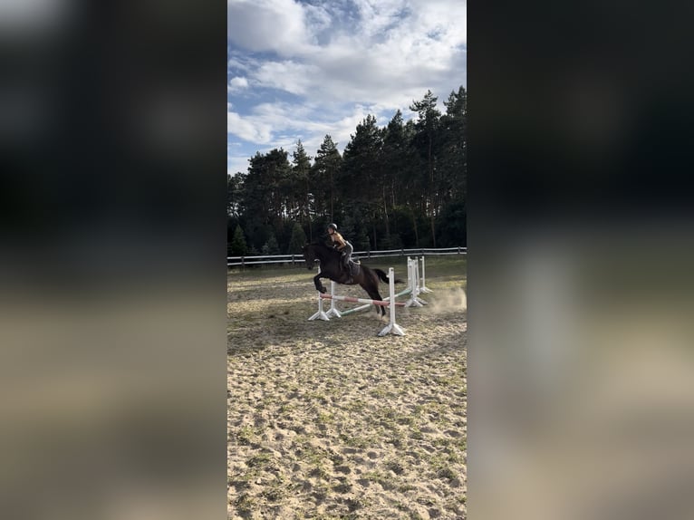 Koń pełnej krwi angielskiej Klacz 5 lat 163 cm Gniada in Berlin