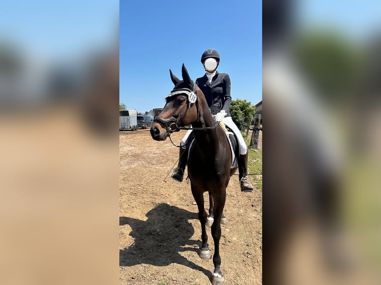 Koń pełnej krwi angielskiej Klacz 5 lat 163 cm Gniada in Berlin