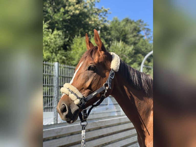 Koń pełnej krwi angielskiej Klacz 5 lat 163 cm Kasztanowata in Hinterweidenthal